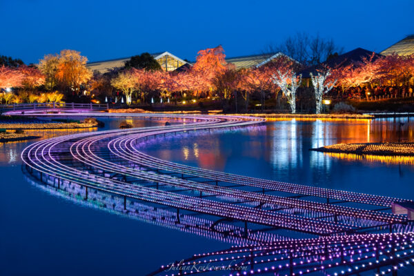 Winter pond illumination at Nabana no Sato